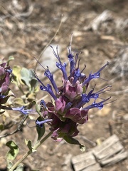 Salvia pachyphylla