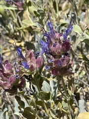 Salvia pachyphylla
