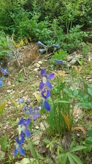Delphinium sutherlandii