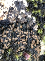 Fuscopannaria pacifica