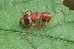 Enoclerus rosmarus