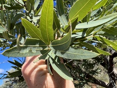 Angophora melanoxylon