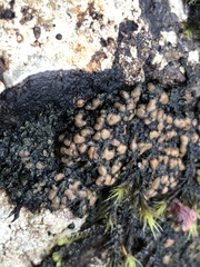 Fuscopannaria pacifica