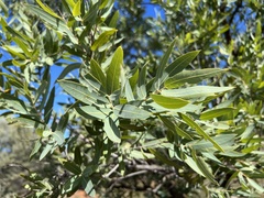 Angophora melanoxylon