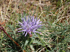 Carthamus mitissimus