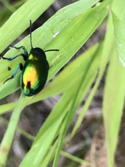 Chrysochus auratus