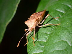 Anasa repetita