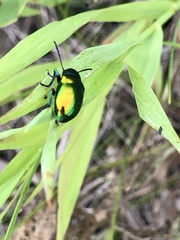 Chrysochus auratus