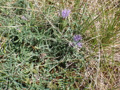 Carthamus mitissimus