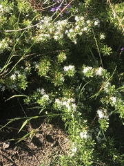Myoporum parvifolium