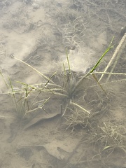 Isoetes engelmannii image