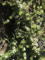 Myoporum parvifolium