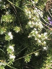 Myoporum parvifolium