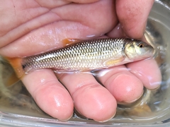 Nocomis leptocephalus