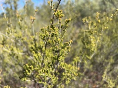 Calytrix longiflora