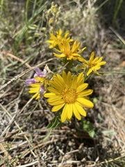 Grindelia subalpina
