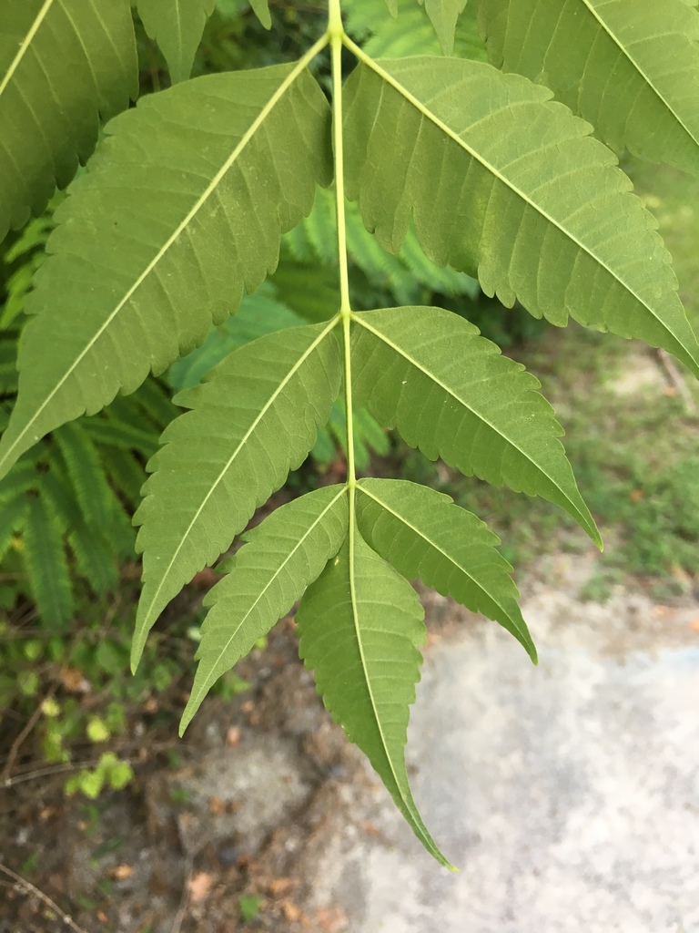 Árbol del Paraíso (Melia azedarach) · NaturaLista Mexico