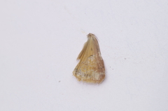 Heliothis peltigera