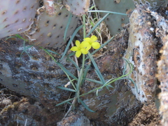Talinum polygaloides