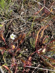 Drosera