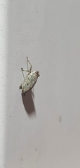 Issus coleoptratus