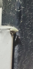 Issus coleoptratus