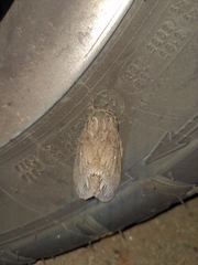 Gloveria arizonensis