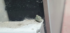 Issus coleoptratus