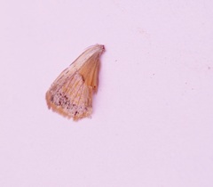 Heliothis peltigera