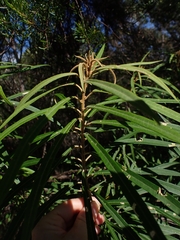Astrotricha longifolia