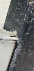 Issus coleoptratus