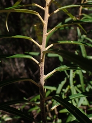 Astrotricha longifolia