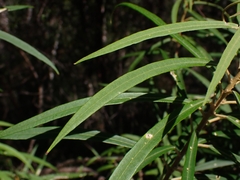 Astrotricha longifolia