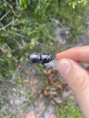 Pasimachus sublaevis