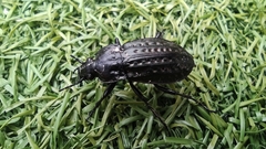 Carabus clatratus