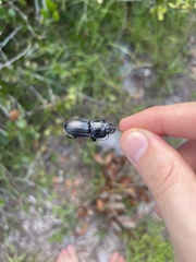 Pasimachus sublaevis