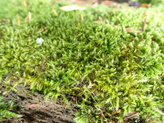 Sematophyllaceae
