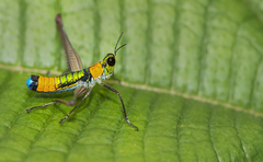 Paramastax rosenbergi