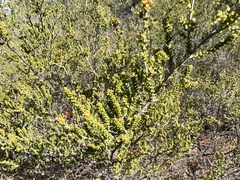 Calytrix longiflora
