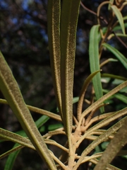 Astrotricha longifolia