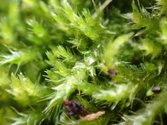 Sematophyllaceae