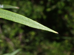 Astrotricha longifolia