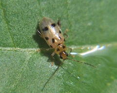 Systena nigroplagiata