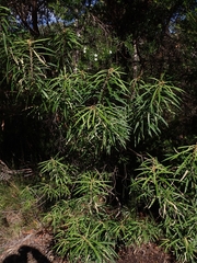 Astrotricha longifolia