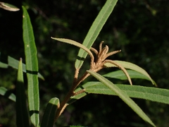 Astrotricha longifolia
