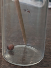 Xanthoteras radicola