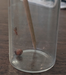 Xanthoteras radicola