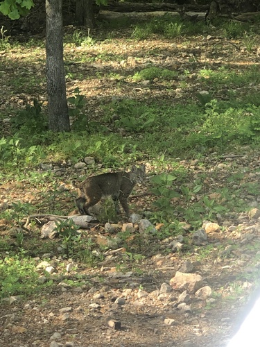 Bobcat photographed in Arkansas