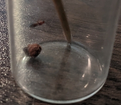 Xanthoteras radicola