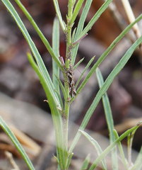 Aristotelia fungivorella